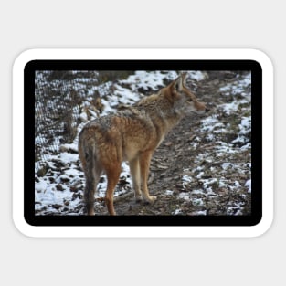 Coyote Sticker